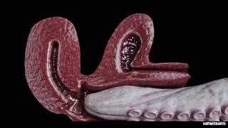 Rikako Katayama Cumflation – Hardcore Japanese Asian Creampie Hentai Anime 3d Trailer